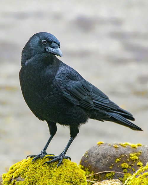 American Crow