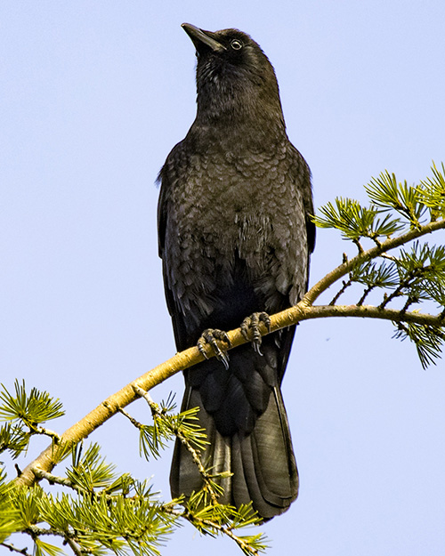 American Crow