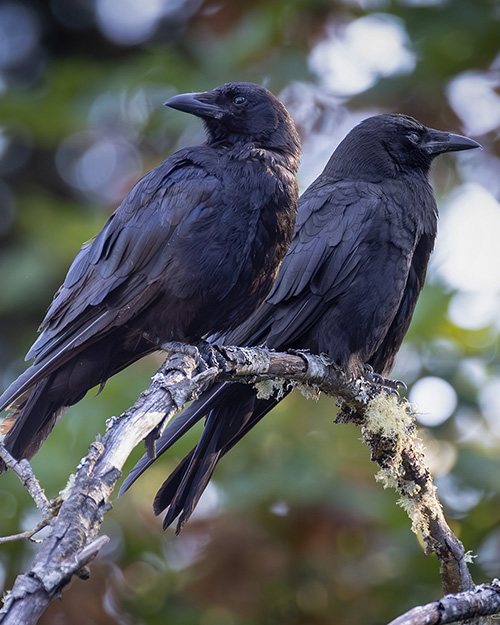 American Crow