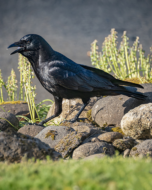 American Crow