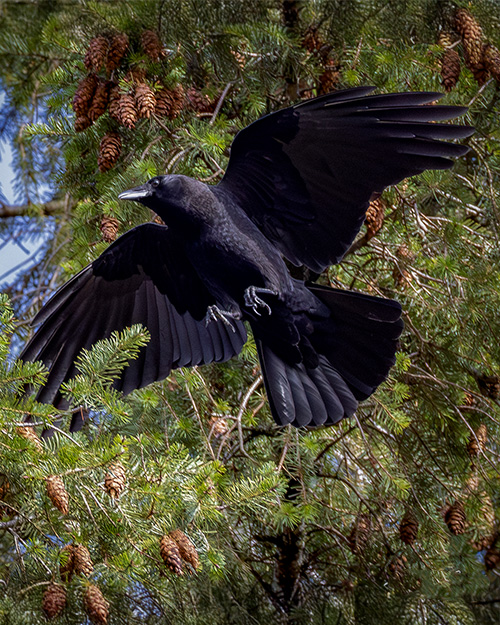 American Crow