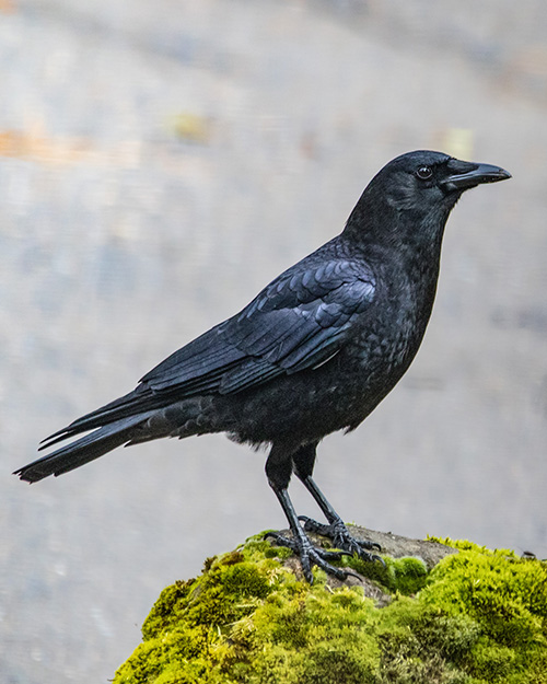 American Crow