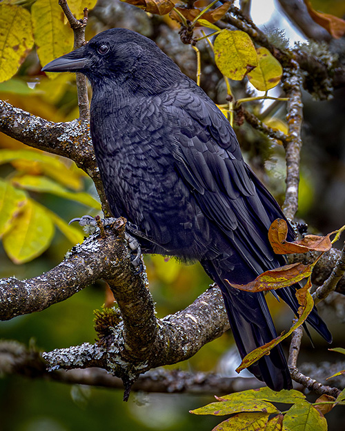 American Crow