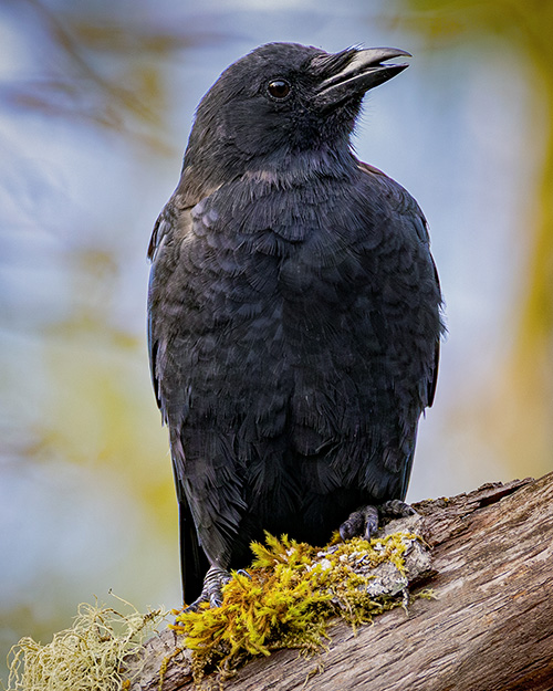 American Crow