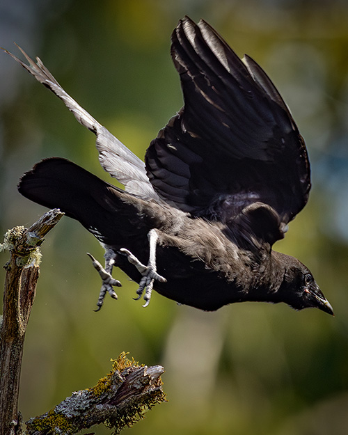 American Crow