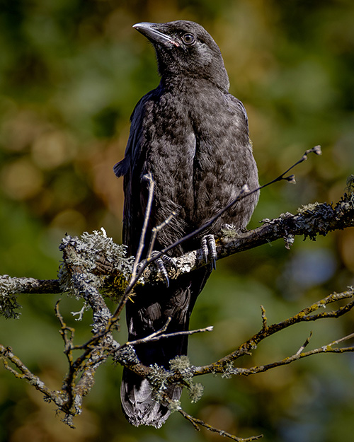 American Crow