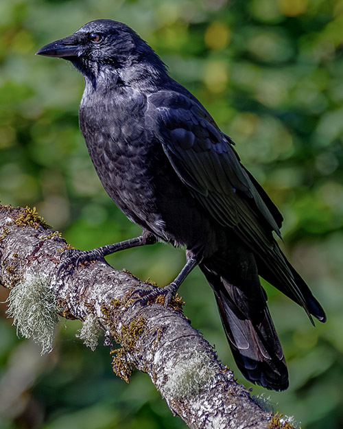 American Crow