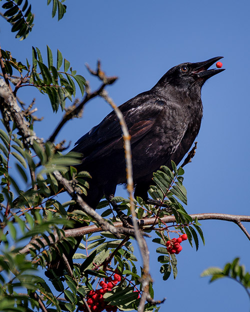 American Crow