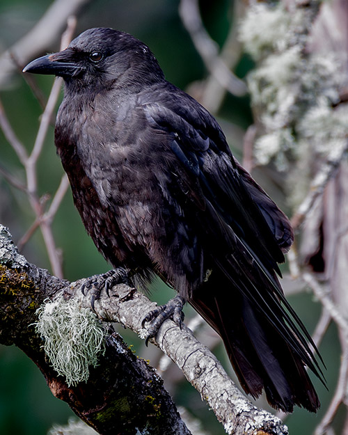 American Crow