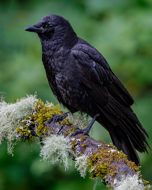 American Crow