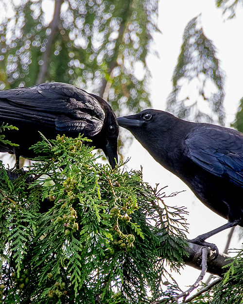 American Crow