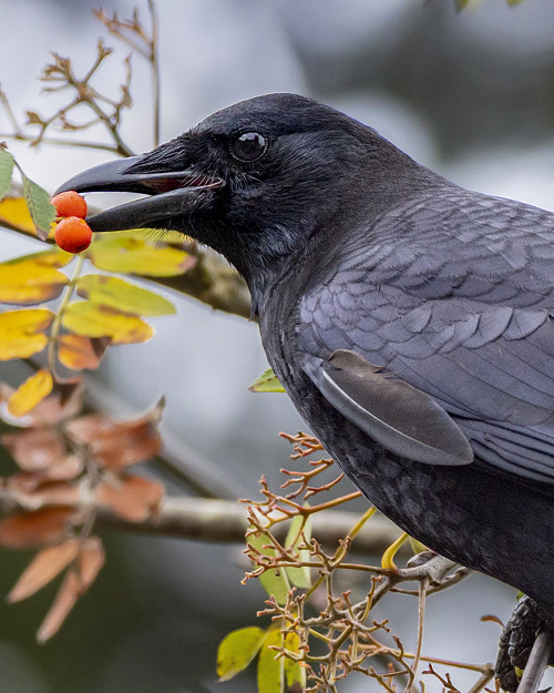 American Crow