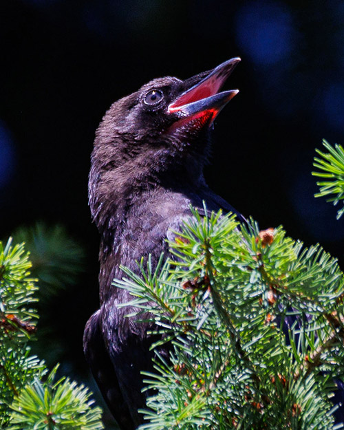 American Crow