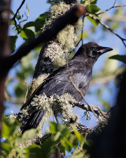 American Crow