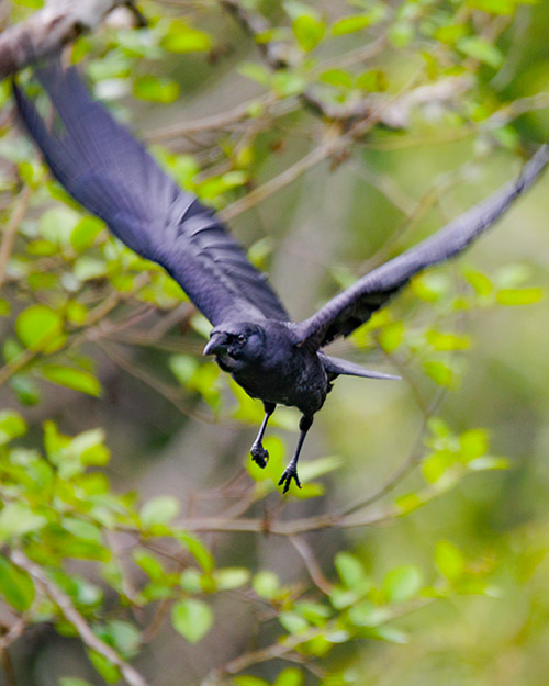 American Crow