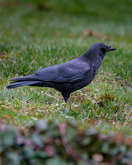 American Crow