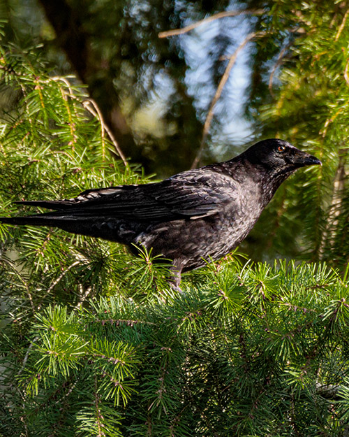 American Crow