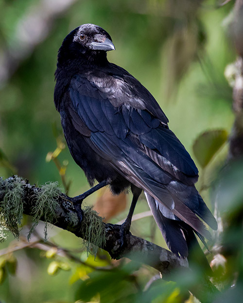 American Crow