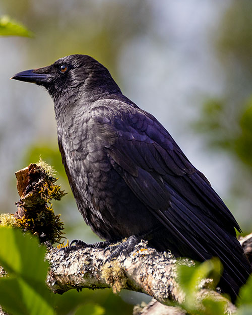 American Crow