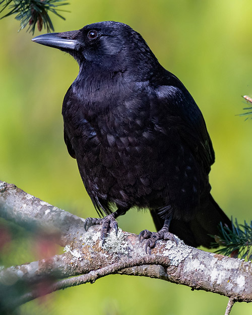 American Crow