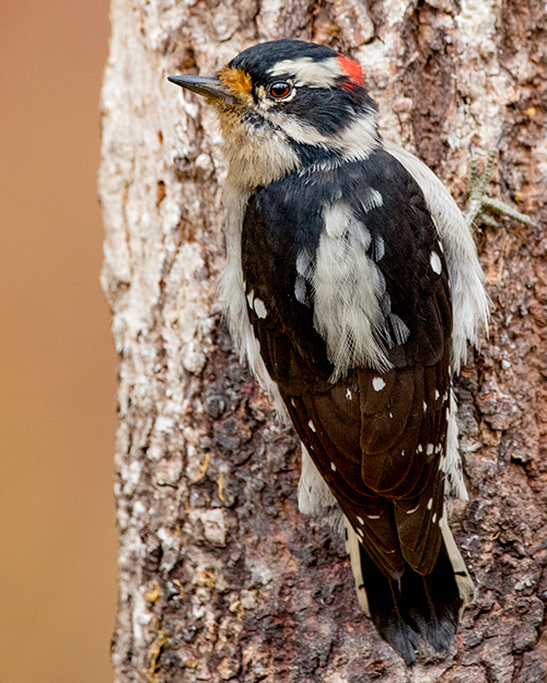 Downy Woodpecker