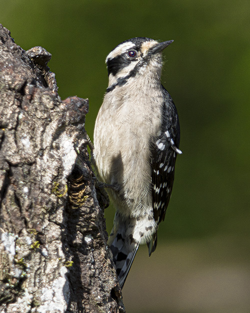 Downy Woodpecker