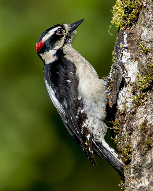 Downy Woodpecker