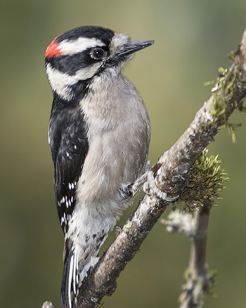 Downy Woodpecker