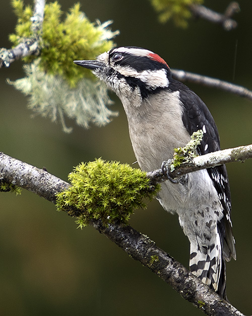 Downy Woodpecker