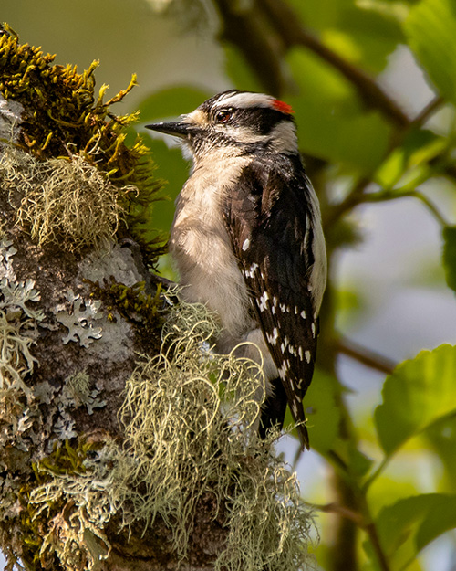 Downy Woodpecker