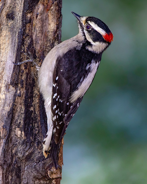 Downy Woodpecker