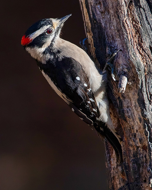 Downy Woodpecker