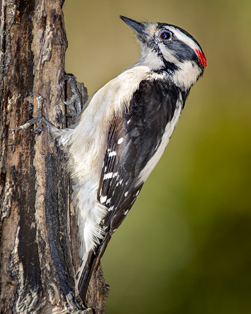 Downy Woodpecker