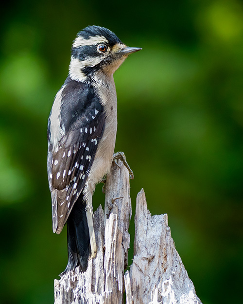 Downy Woodpecker