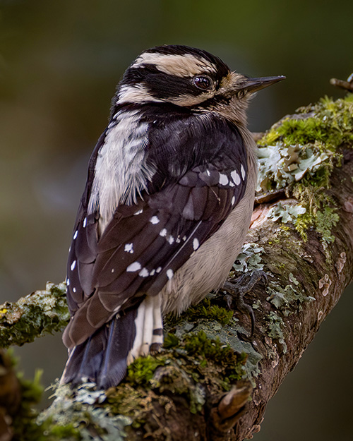 Downy Woodpecker