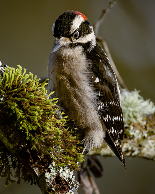 Downy Woodpecker