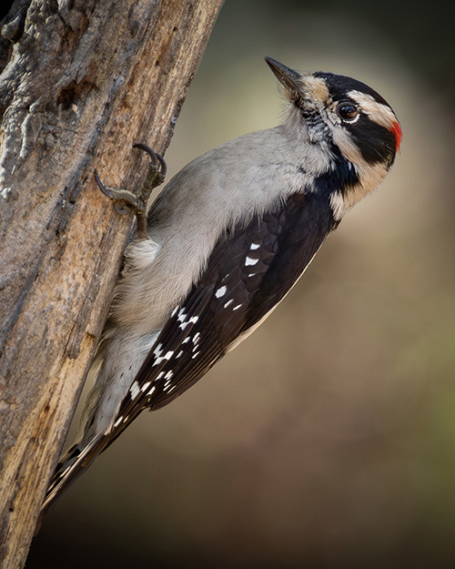 Downy Woodpecker