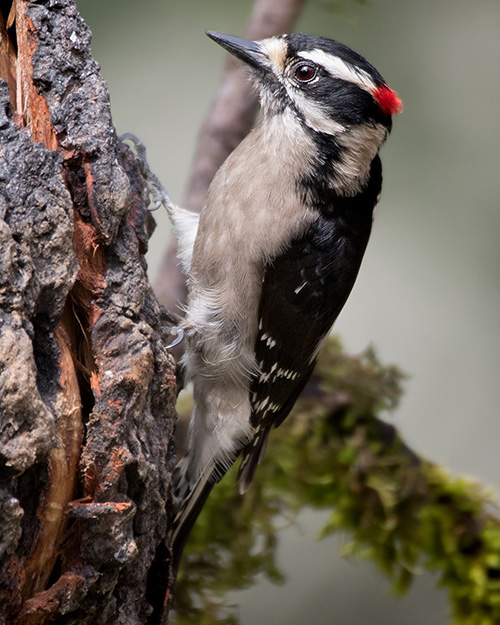 Downy Woodpecker