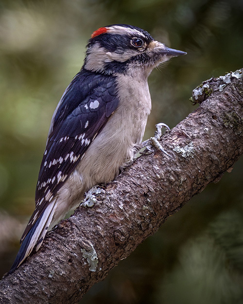 Downy Woodpecker