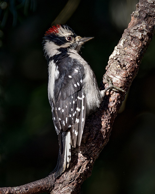 Downy Woodpecker
