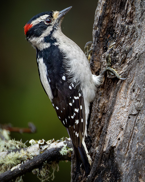 Downy Woodpecker