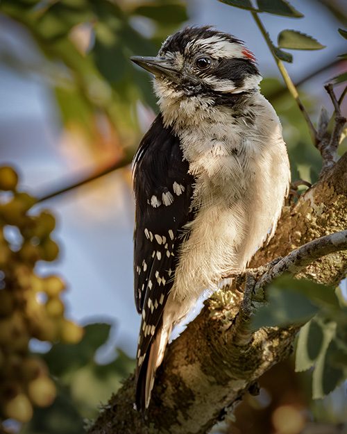 Downy Woodpecker