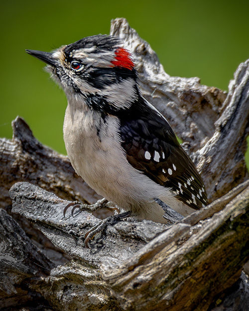 Downy Woodpecker