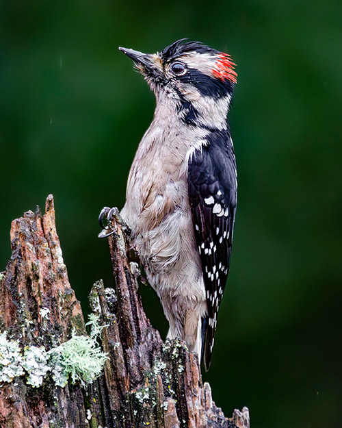 Downy Woodpecker