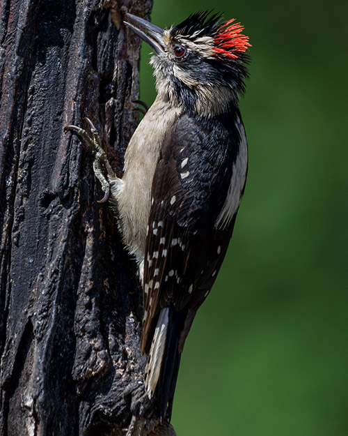 Downy Woodpecker