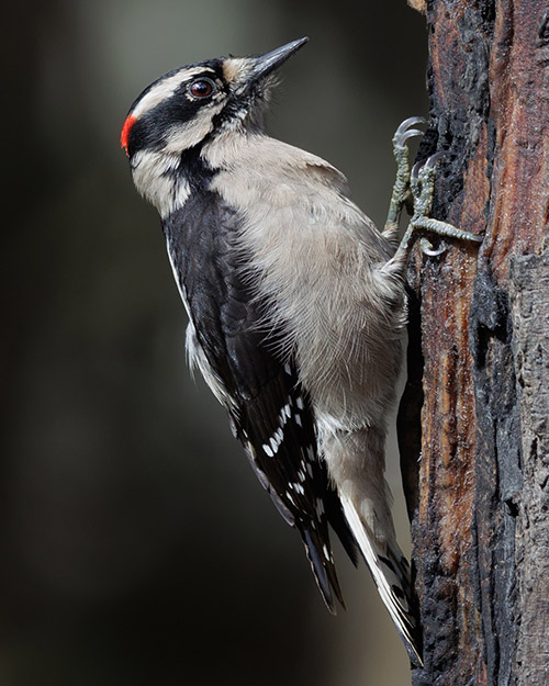 Downy Woodpecker