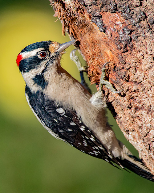 Downy Woodpecker