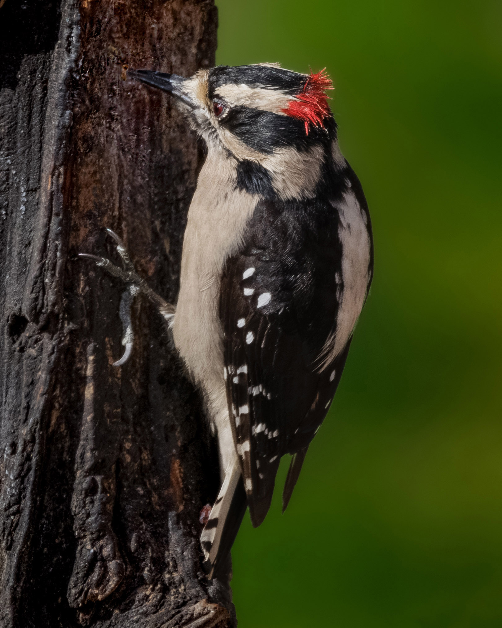 Downy Woodpecker