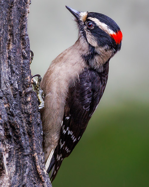 Downy Woodpecker