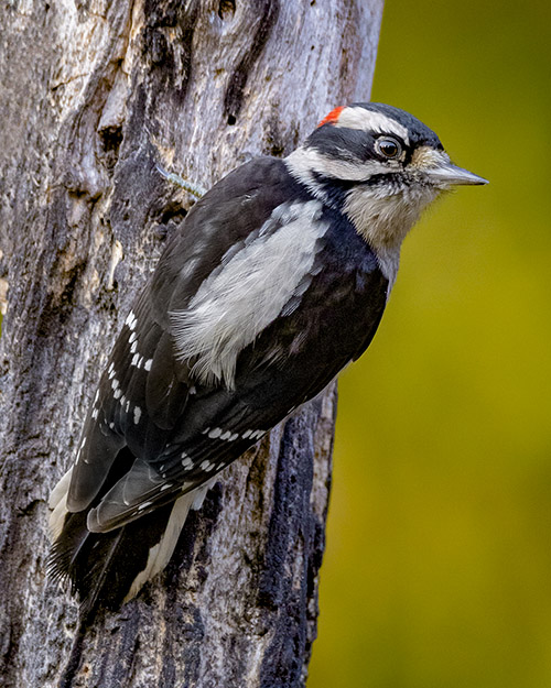 Downy Woodpecker